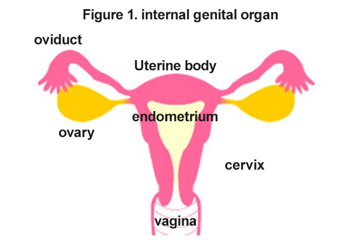 Figure 1. internal genital organ